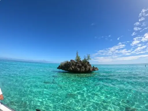 ILE AUX BENITIERS SWIM WX DOLPHIN