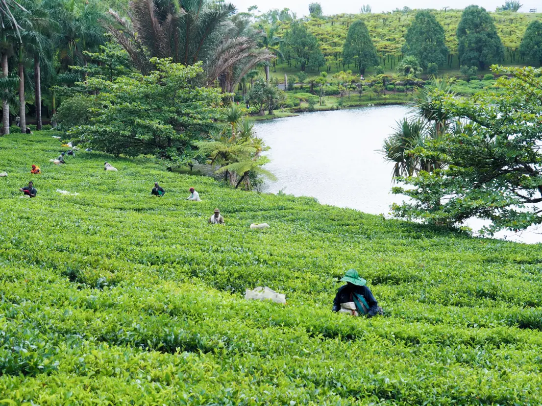 Tea workers